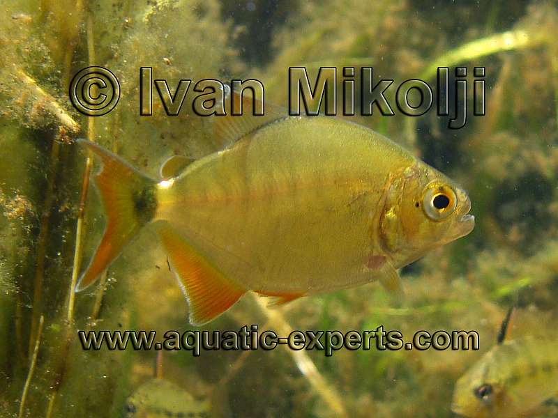 PECES DE VENEZUELA 88
